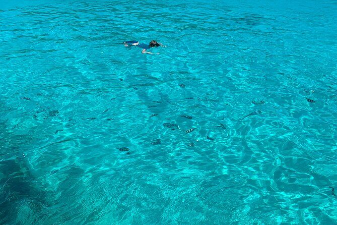 Reef Safari - Snorkeling, Fish Feeding & Lunch (Shared Day Trip) - Introduction: Why the Reef Safari Stands Out