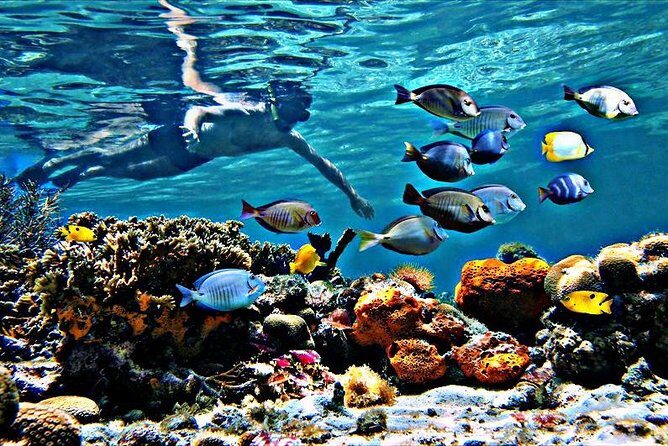 Reef Snorkel & Ocean Paddle Adventure in Fort Lauderdale Beach - FAQ