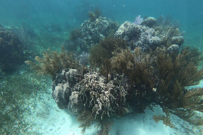 Reef Snorkel, underwater adventure in Puerto Morelos With Transportation & Lunch - The Lunch Experience