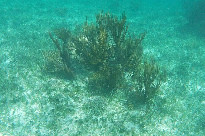 Reef Snorkel, underwater adventure in Puerto Morelos With Transportation & Lunch - Practical Details and Considerations