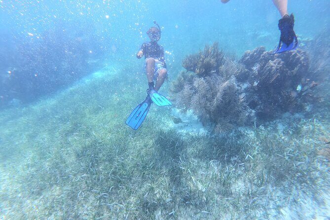 Reef Snorkel, underwater adventure in Puerto Morelos With Transportation & Lunch - Final Thoughts: Is this Tour Worth It?