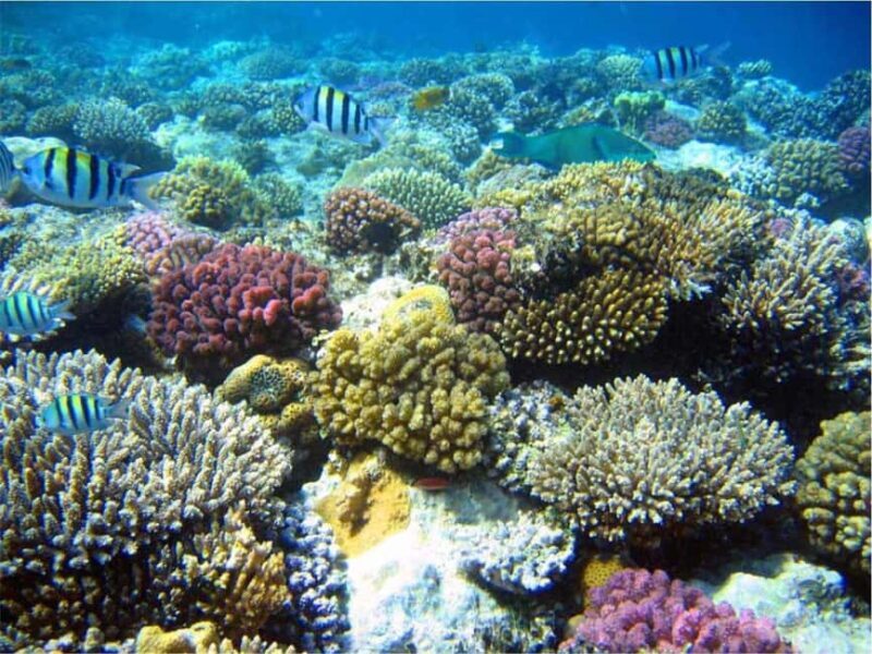 Reef snorkeling in Gatas Bay - Key Points