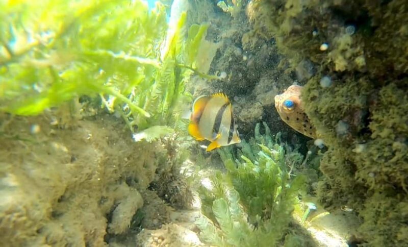 Reef snorkeling in Gatas Bay - The Value of the Experience