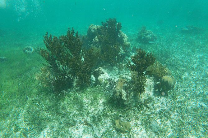 Reef Snorkeling with ATV, Zipline, Cenote that includes lunch and transportation - Authentic Perspectives from Past Travelers