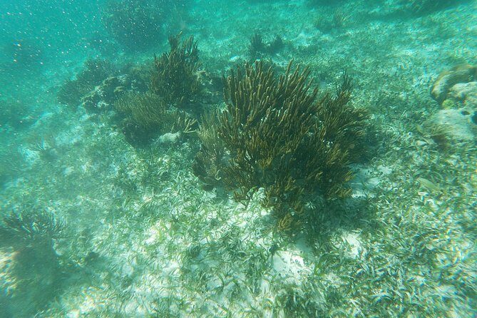 Reef Snorkeling with ATV, Zipline, Cenote that includes lunch and transportation - Who Will Love This Tour?