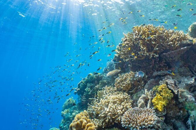 Reef Tour with SCUBA Dive from Cairns, pontoon with activities - A Closer Look at the Itinerary