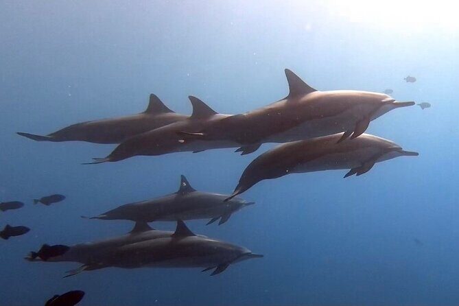 Refresher Scuba Dive - The Diving Experience