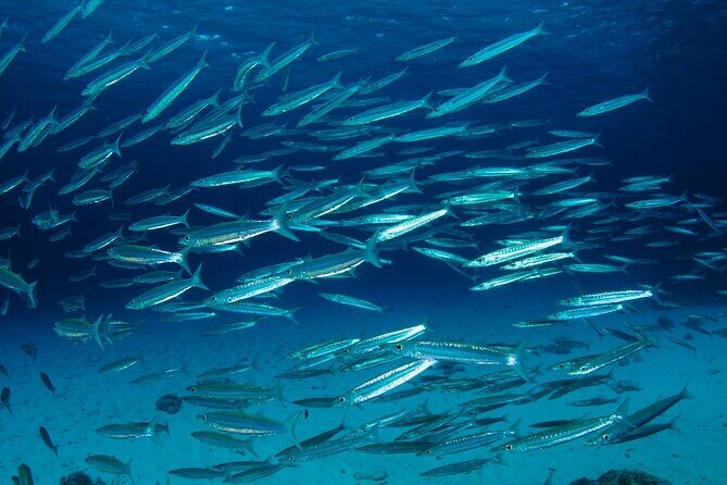 Refresher scuba diving trip, 3 dives at Racha Noi and Racha Yai - What Makes This Tour Special