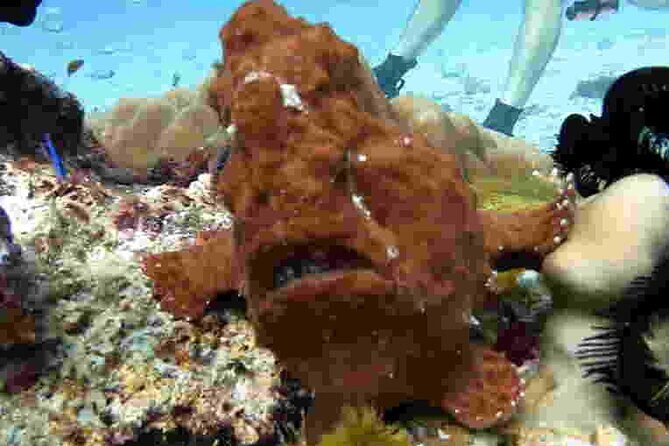 Refresher scuba diving trip, 3 dives at Racha Noi and Racha Yai - Who Will Love This Trip?