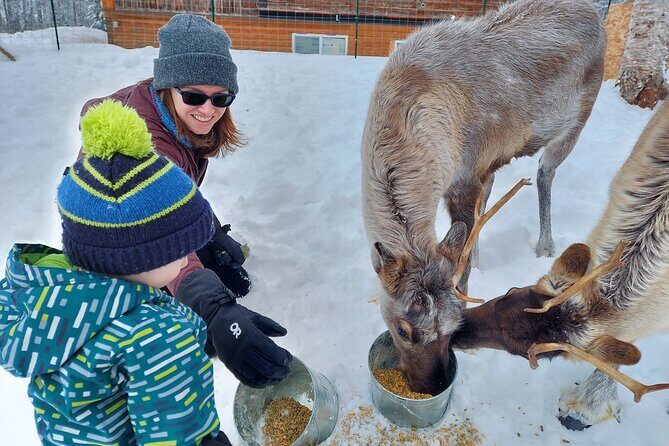 Reindeer Meet and Feed - Talkeetna - Who Will Love This Tour?