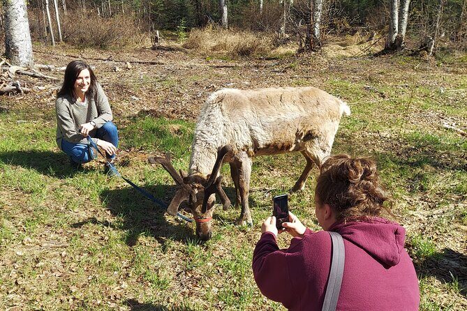 Reindeer Meet and Feed - Talkeetna - Frequently Asked Questions
