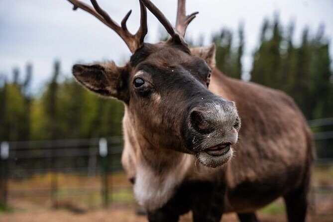 Reindeer Meet and Greet - Reindeer Meet and Greet in Fairbanks: A Genuine Encounter with Alaska’s Forest-Faring Reindeer