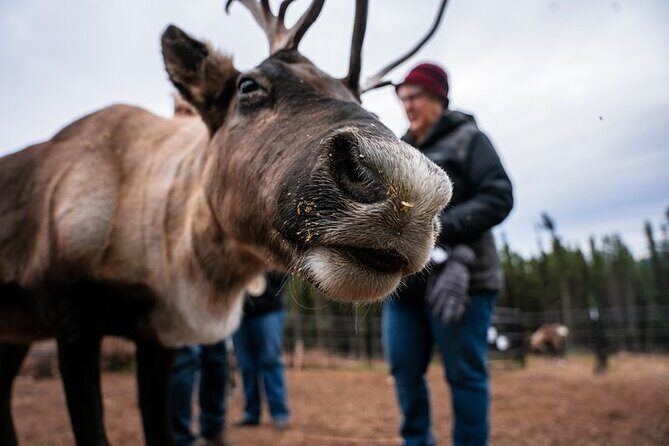 Reindeer Meet and Greet - Key Points