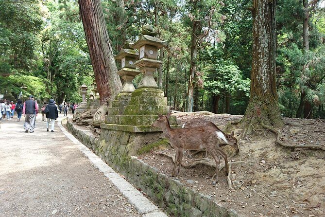 Relax in Nara: Deer Park, Todai-ji Temple and Merchants' Town - A Deep Dive into the Tour Experience