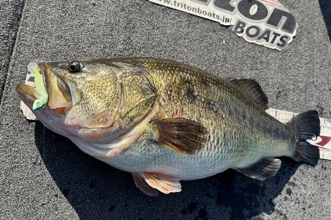 Relaxed 4 hour bass fishing experience at Lake Biwa for 3 people - Why This Tour Offers Great Value