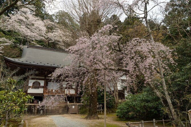 Relaxed Nara tour from Kyoto Hasedera and Muroji Temples - A Deep Dive into the Experience