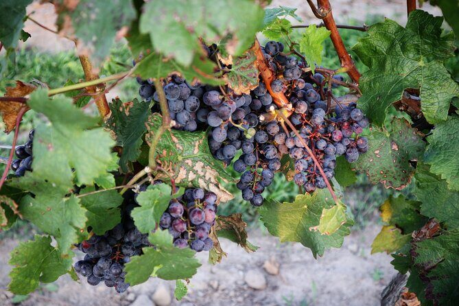 Relaxing Afternoon Wine Tour through Niagara's Wine Country - Authentic Experiences That Shine