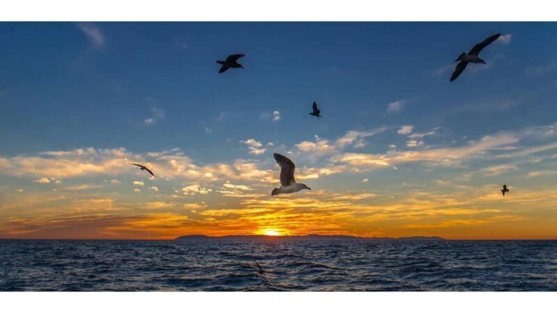 Relaxing Sunset/Evening Cruise in Newport Beach - What to Expect on the Cruise