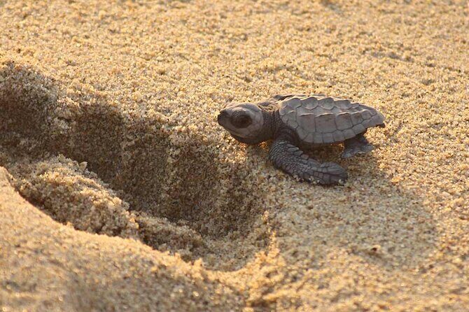 Release of Sea Turtles at Sunset - Frequently Asked Questions