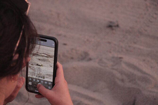 Release of Sea Turtles in Camp Tortuguero - Practical Details and Value