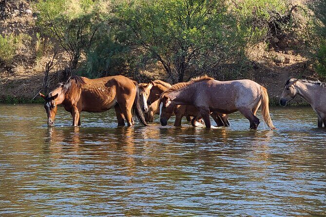 Rent a Paddle Board And Float the Lower Salt River - A Closer Look at the Experience