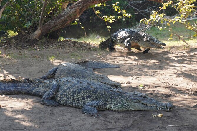 Reptile Eco Tour in Oaxacas Coastal Communities - A Detailed Look at the Tour Experience
