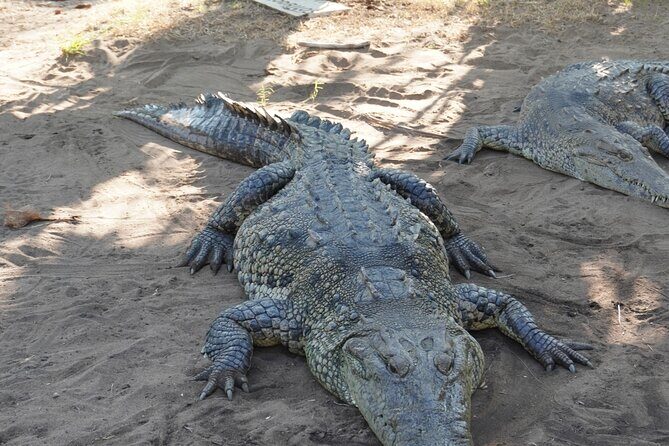 Reptile Eco Tour in Oaxacas Coastal Communities - Who Will Love This Tour?
