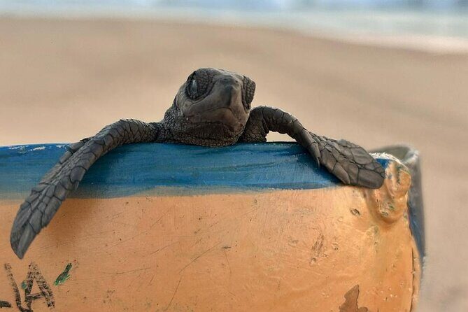Reptile Eco Tour in Oaxacas Coastal Communities - FAQ