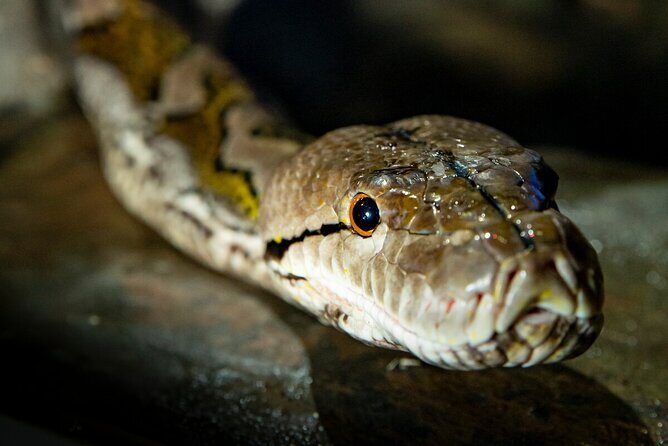 Reptile House Experience at Melbourne Zoo - excl. entry - Introduction