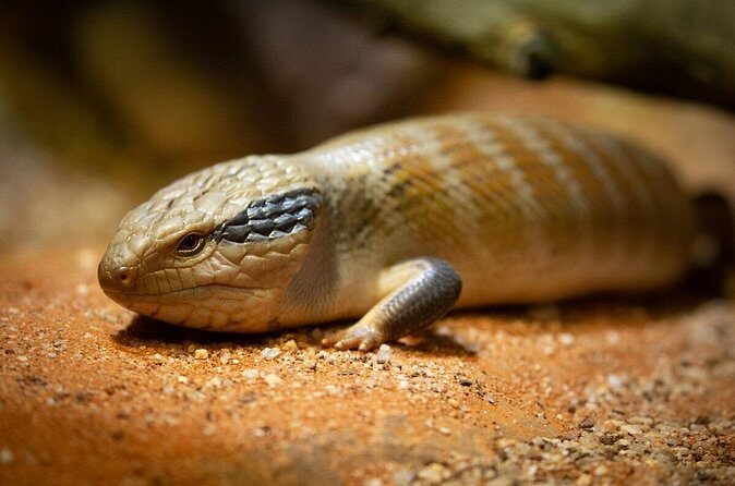 Reptile House Experience at Melbourne Zoo - excl. entry - The Sum Up
