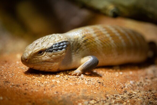 Reptile House Experience at Melbourne Zoo - excl. entry - FAQs