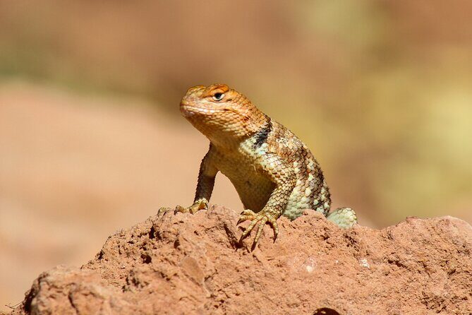 Reptile Hunting in The Sonoran Desert - What to Expect from the Reptile Hunting Tour