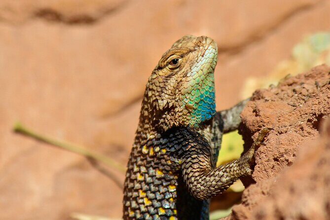 Reptile Hunting in The Sonoran Desert - Practical Details
