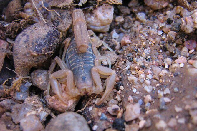Reptile Hunting in The Sonoran Desert - Who Should Consider This Tour?