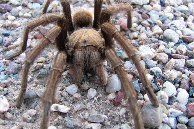 Reptile Hunting in The Sonoran Desert - The Sum Up