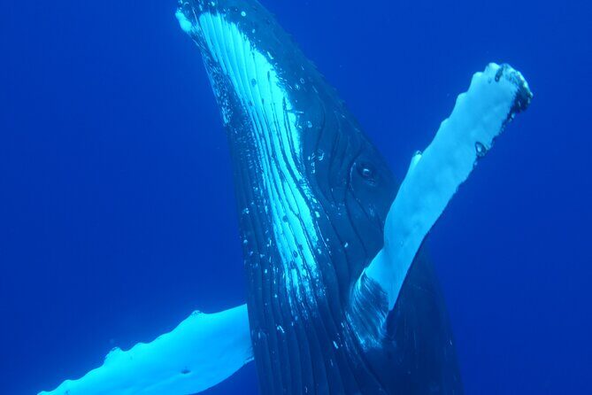 Respectful whale excursion to Tahiti in 4h30 - An In-Depth Look at the Tour Experience