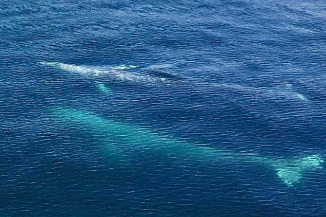 Resurrection Bay Spring Wildlife Cruise - The Itinerary in Detail