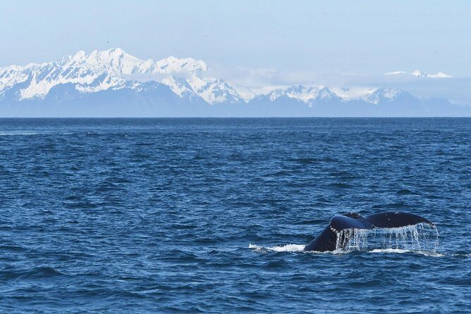 Resurrection Bay Spring Wildlife Cruise - Practical Tips