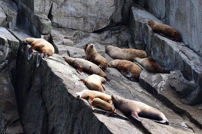 Resurrection Bay Spring Wildlife Cruise - The Sum Up