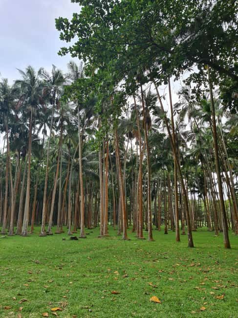 Reunion Island: Full-Day Tour for 4 personels - Why the Experience Works