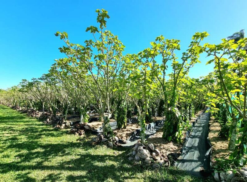 Reunion Island : Guided tour to the Salazie with lunch - FAQ