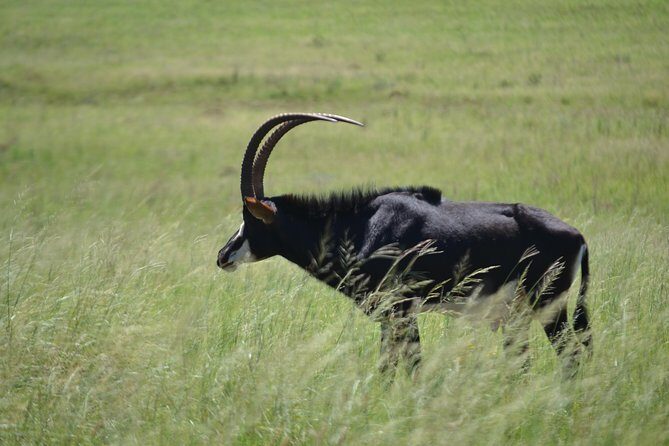 Rhino and Lion Park Guided Tour from Pretoria, THURSDAYS & SUNDAYS - An In-Depth Look at the Tour Experience