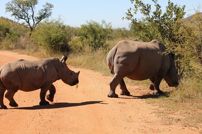 Rhino and Lion Park Safari Tour - Key Points
