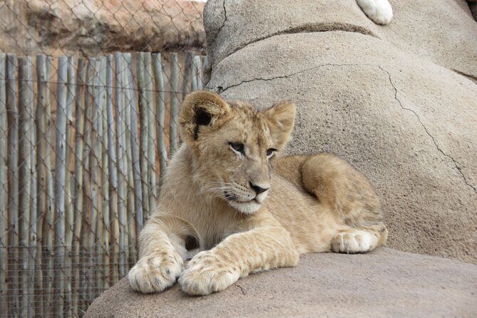 Rhino and Lion Park Safari Tour - The Sum Up: Is This Safari Right for You?