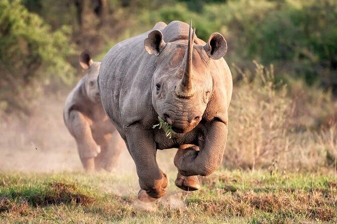 Rhino and Lion Park Safari Tour - FAQ
