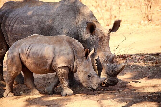 Rhino Game Drive - Guides and Service Quality