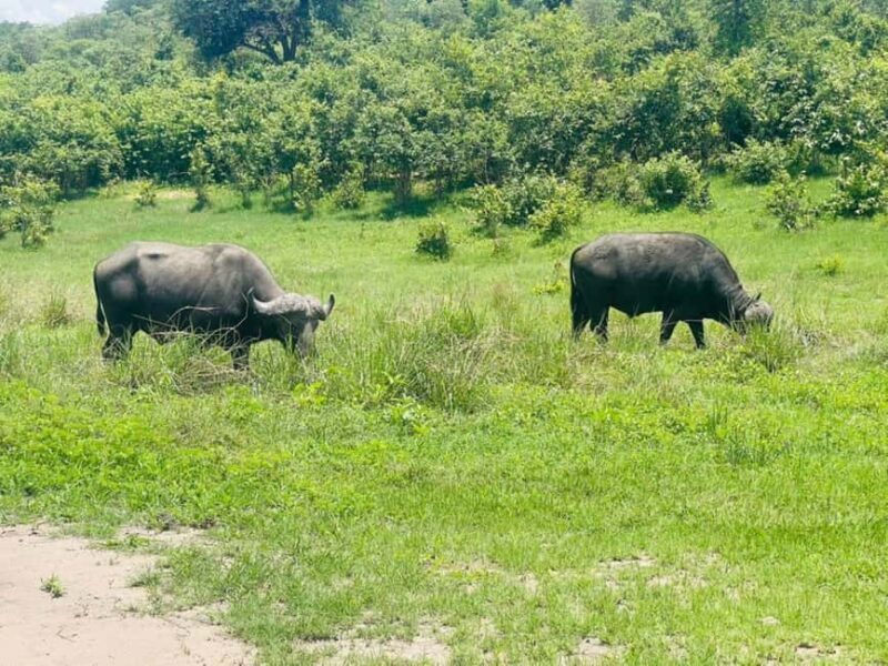 Rhino Game Drive - Mosi-oa-tunya National Park - Key Points