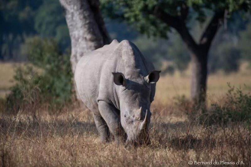 Rhino Game Drive - Mosi-oa-tunya National Park - Overview: What You Can Expect