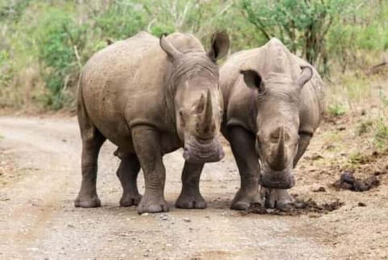 Rhino Game Drive - Mosi-oa-tunya National Park - The Logistics and Practicalities