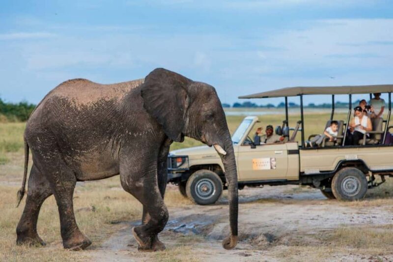 Rhino game drive - Mosi-oa-tunya national park - Key Points